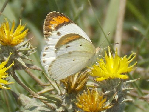 Colotis etrida